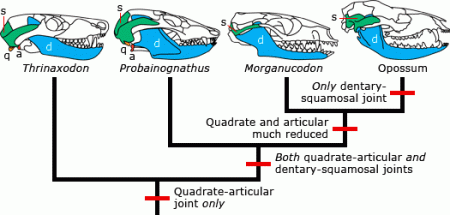 Evolution of the jaw joint in synapsids. Abbreviations used: a-articular, d-dentary, q-quadrate, s-squamosal.