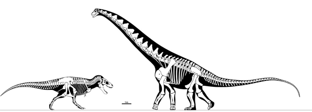 FMNH PR2081 compared to Alamosaurus sanjuanensis by Scott Hartman