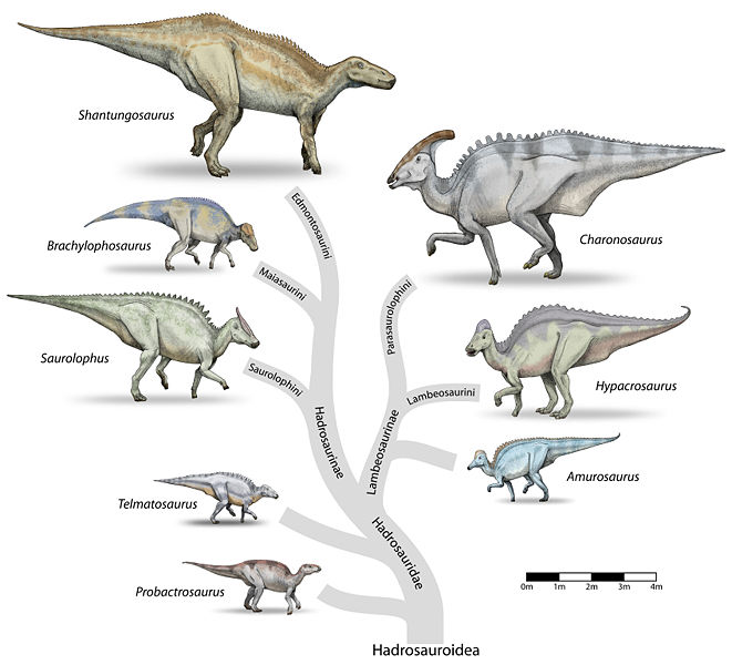 Family tree of the Hadrosauroidea. Representative genera of each tribe are shown to scale 