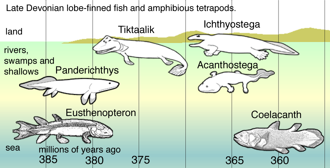 In Late Devonian vertebrate speciation, descendants of pelagic lobe-finned fish — like Eusthenopteron — exhibited a sequence of adaptations: *Panderichthys, suited to muddy shallows *Tiktaalik with limb-like fins that could take it onto land *Early tetrapods in weed-filled swamps, such as: **Acanthostega, which had feet with eight digits **Ichthyostega with limbs Descendants also included pelagic lobe-finned fish such as coelacanth species.
