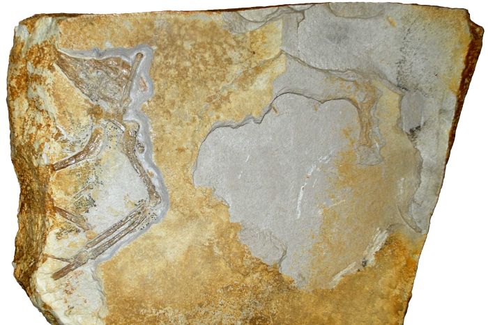 Fossil of the eighth specimen of archaeopteryx known as 'The Phantom'. (Supplied: Martin Kundrat)