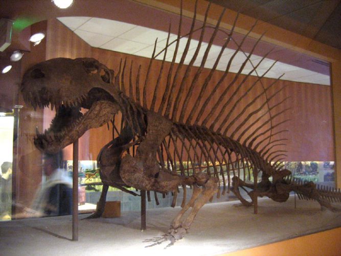 Fossil skeleton of Dimetrodon grandis, National Museum of Natural History, Washington, DC.