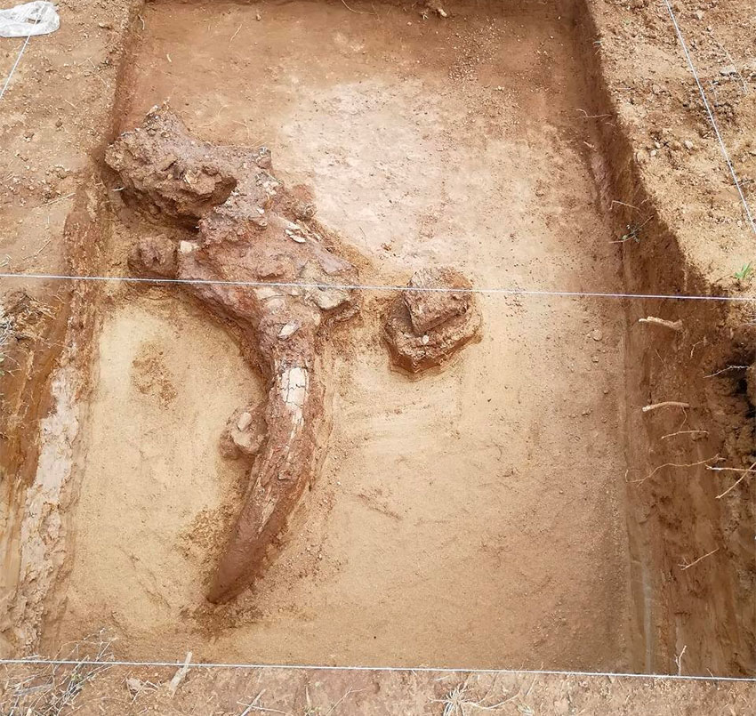 Fossilized remains in San José de la Tinaja.