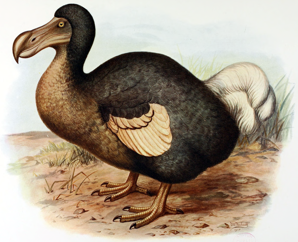 Frederick William Frohawk's restoration from Walter Rothschild's 1907 book Extinct Birds