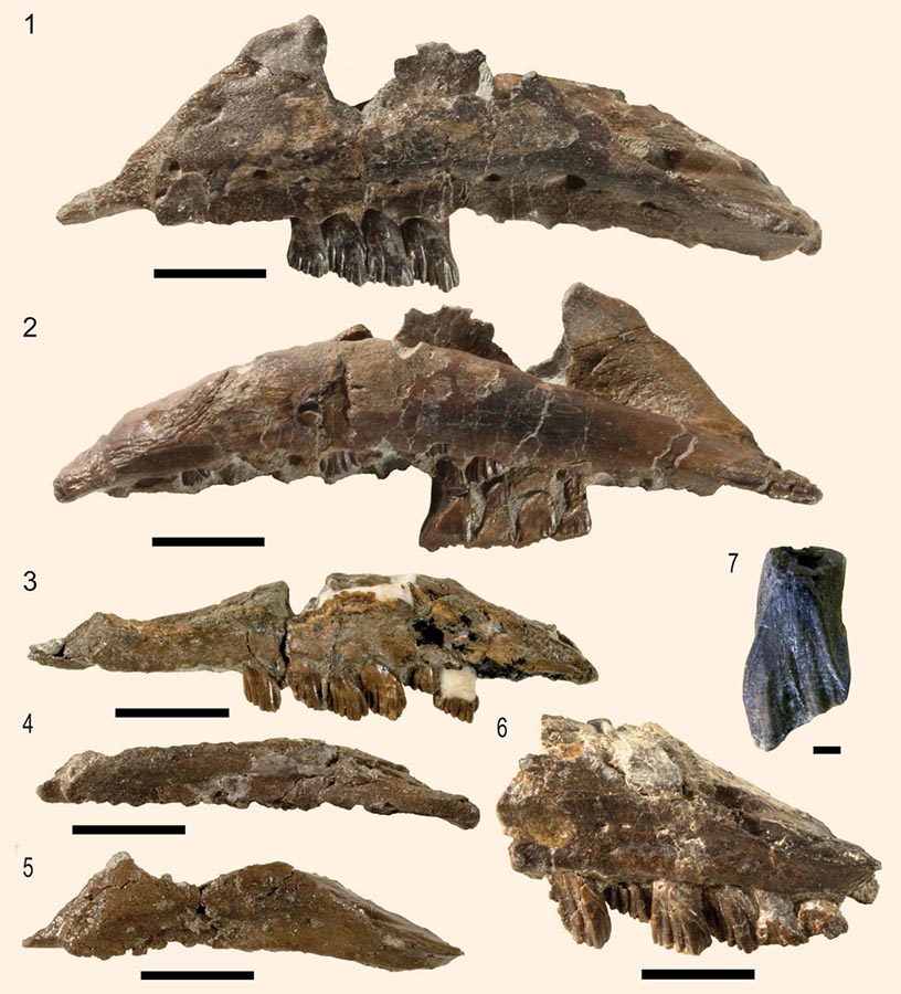 Specimens of Galleonosaurus dorisae from the Flat Rocks Sandstone in the upper Barremian, Wonthaggi Formation, Gippsland Basin, southeastern Australia. Scale bars – 10 mm (1-6); 1 mm (7). Image credit: Herne et al, doi: 10.1017/jpa.2018.95.