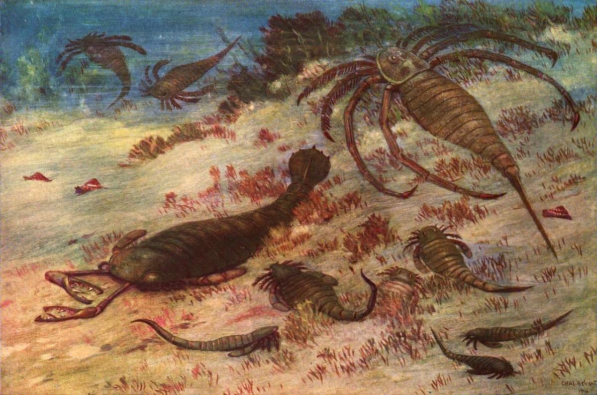 Genera found in New York, illustrated by Charles R. Knight
