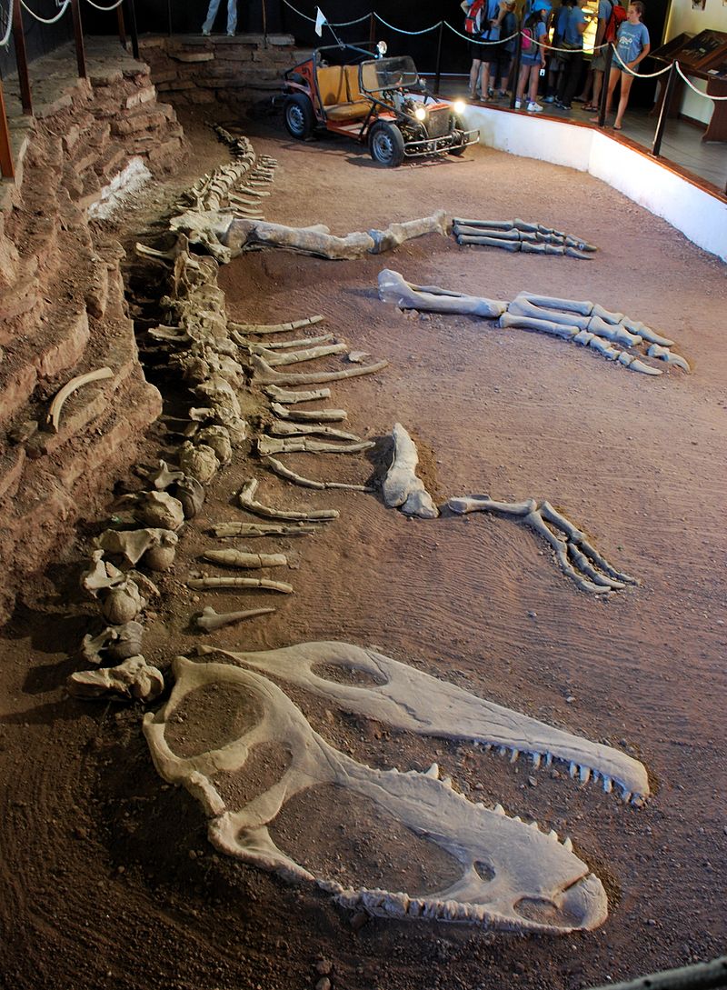 Holotype skeleton with reconstructed skull, arm, and feet, on the floor in EBPM