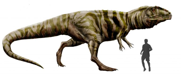 Giganotosaurus carolinii by durbed