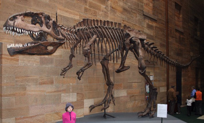 Reconstructed skeleton, Australian Museum, Sydney.