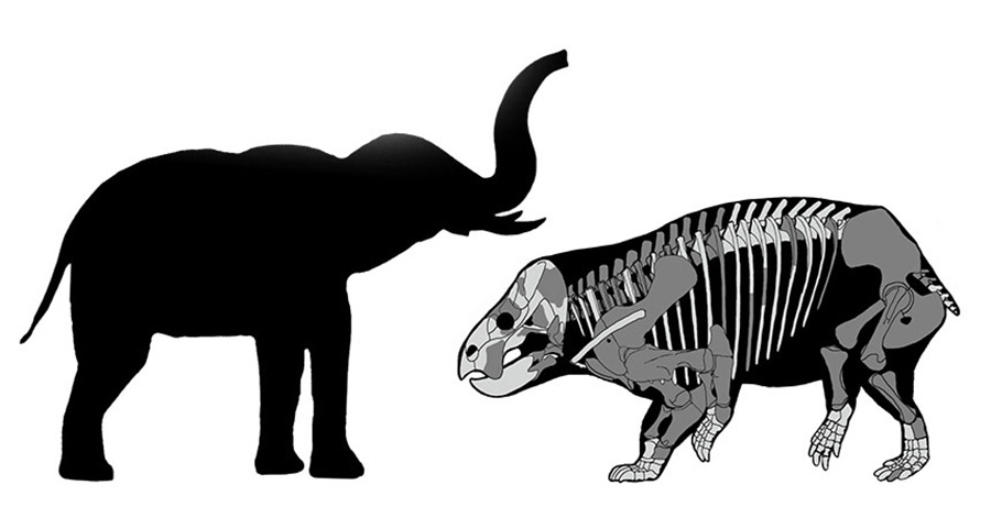HEFTY HERBIVORE  A new plant-eating creature that lived during the Late Triassic was about the size of a modern-day elephant — far larger than its relatives at the time.  TOMASZ SULEJ AND GRZEGORZ NIEDZWIEDZKI