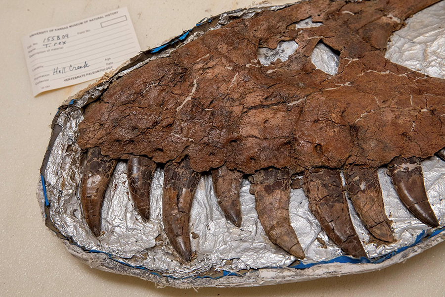 Hell Creek: KU researchers extract rare juvenile T-Rex, fossil treasures