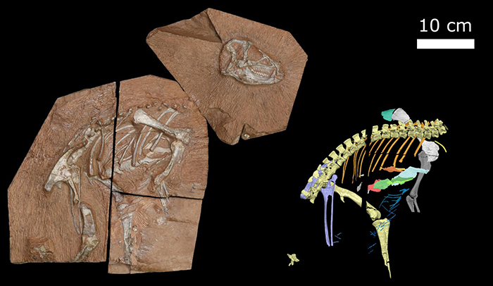 The new Heterodontosaurus tucki specimen AM 4766 affectionately called “Tucky.” Digitally reconstructed anatomy on the right, thanks to ESRF scans. Credit: Viktor Radermacher