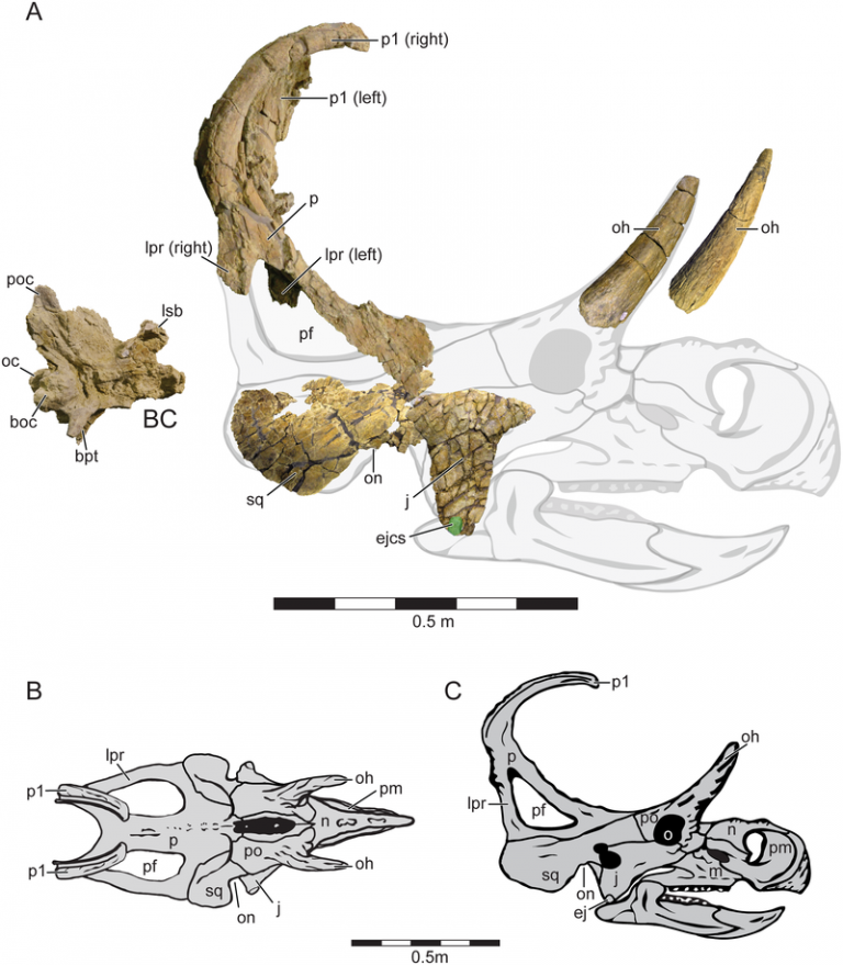 Holotype cranial Material and Cranial Reconstruction of Machairoceratops cronusi (UMNH VP 20550) gen. et sp. nov. Recovered cranial elements of Machairoceratops in right-lateral view, shown overlain on a ghosted cranial reconstruction (A). The jugal, squamosal and braincase are all photo-reversed for reconstruction purposes. Machairoceratops cranial reconstruction in dorsal (B), and right-lateral (C) views. Green circle overlain on the ventral apex of the jugal highlights the size of the epijugal contact scar (ejcs). Abbreviations: BC, braincase; boc, basioccipital; bpt, basipterygoid process; ej, epijugal; ejcs, epijugal contact scar; j, jugal; lpr, lateral parietal ramus; lsb, laterosphenoid buttress; m, maxilla; n, nasal; o, orbit, oc, occipital condyle; oh, orbital horn; on, otic notch; p, parietal; pf, parietal fenestra; pm, premaxilla; po, postorbital; poc, paroccipital process; p1, epiparietal locus p1; sq, squamosal. Scale bars = 0.5 m. Eric K. Lund, Patrick M. O’Connor, Mark A. Loewen, Zubair A. Jinnah
