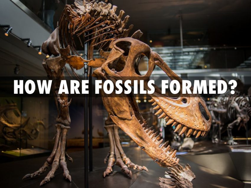 How Are Fossils Formed?