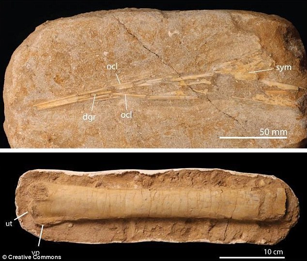 Image shows ulna (forearm) bones from two different pterosaur species - the larger one would have had a wingspan of around 10 metres. Photo: University of Bath/ pbio.2001663