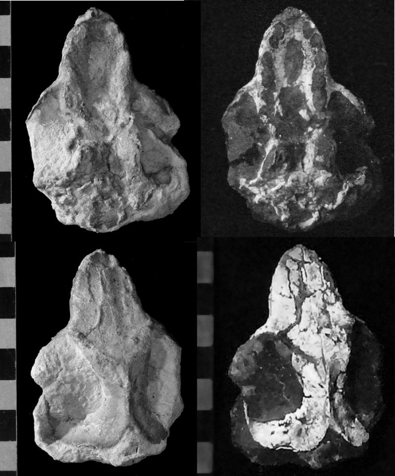 Images of haramiyid skull known as Cifelliodon wahkarmoosuch. UTAH GEOLOGICAL SURVEY