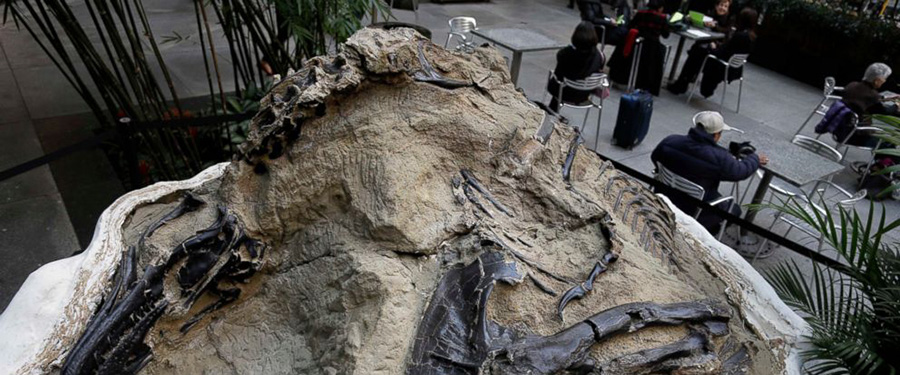 In this Nov. 14, 2013 file photo, one of two "dueling dinosaur" fossils is displayed in New York. Ownership of two fossilized dinosaur skeletons found on a Montana ranch in 2006 are the subject of a legal battle over whether they are part of a property's surface rights or mineral rights. The 9th U.S. Circuit Court of Appeals issued a split decision saying fossils are minerals under mineral rights laws. (AP Photo/Seth Wenig, File)