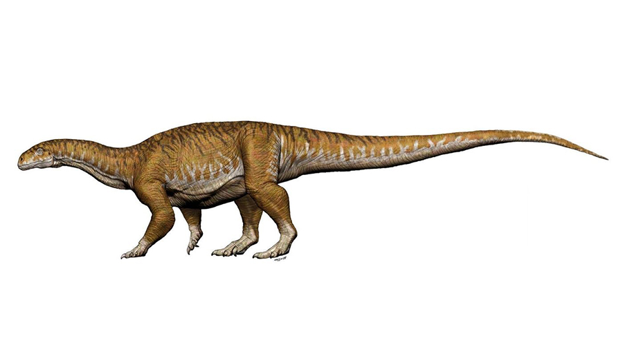 There’s more than one way to supersize a dinosaur. Scientists studying the ancient bones of sauropod relatives have found that they grew to multiton masses 30 million years before the appearance of their cousins, the titanosaurs. (Jorge A. González)