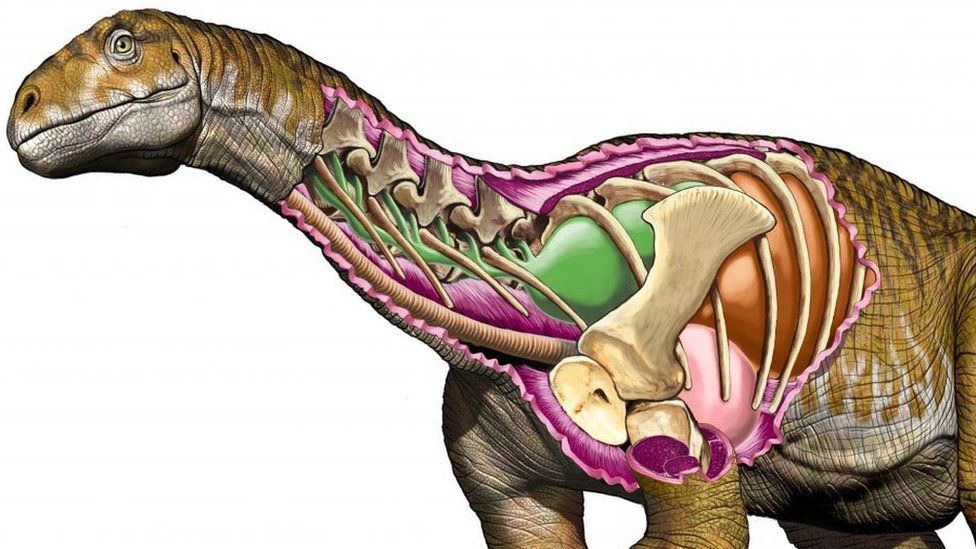 Ingentia prima had an improved, avian-like respiratory system with developed cervical air sacs, shown in green. Its lungs are shown in brown. (Jorge A. González)