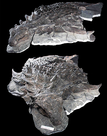 It took five and a half years for Royal Tyrrell Museum technician Mark Mitchell to carefully grind away the hard rock surrounding this fossil and expose the fragile preserved remains beneath. Here are two views of the partially encased dinosaur — Borealopelta markmitchelli — which now bears his name. Courtesy of the Royal Tyrrell Museum of Palaeontology, Drumheller, Canada