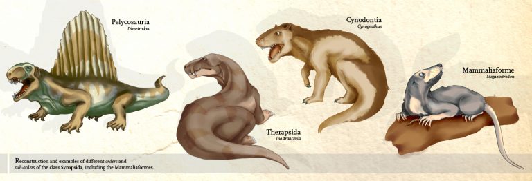 Ancestors of Mammals