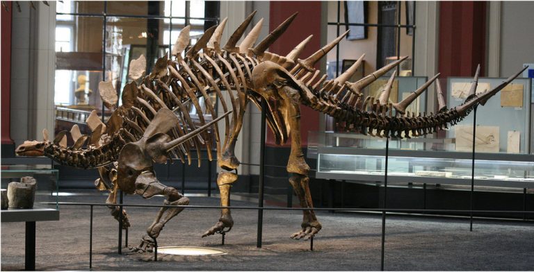 Kentrosaurus skeleton by nikkitikokathi @Flickr