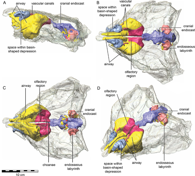 CT scan of the skull, showing internal components