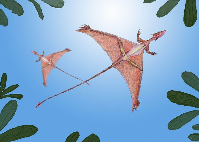 Life reconstruction of Sharovipteryx mirabilis by Dmitry Bogdanov