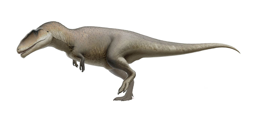 Life restoration of C. saharicus Carcharodontosaurus reconstruction. Credit: Fred Wierum