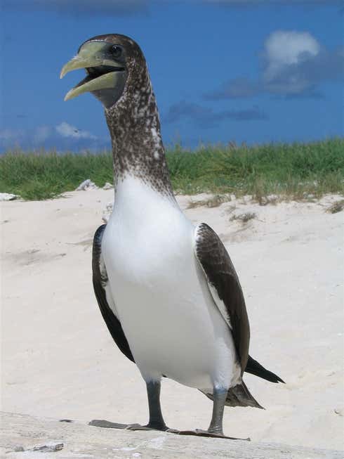 Look at this dinosaur. Specifically, a brown booby. Image: NOAA/NMFS/OPR