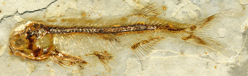Lycoptera davidi fossil fish (Jehol Lagerstatte, Yixian Formation, Lower Cretaceous; western Liaoning Province, China). JAMES ST. JOHN/CC BY 2.0