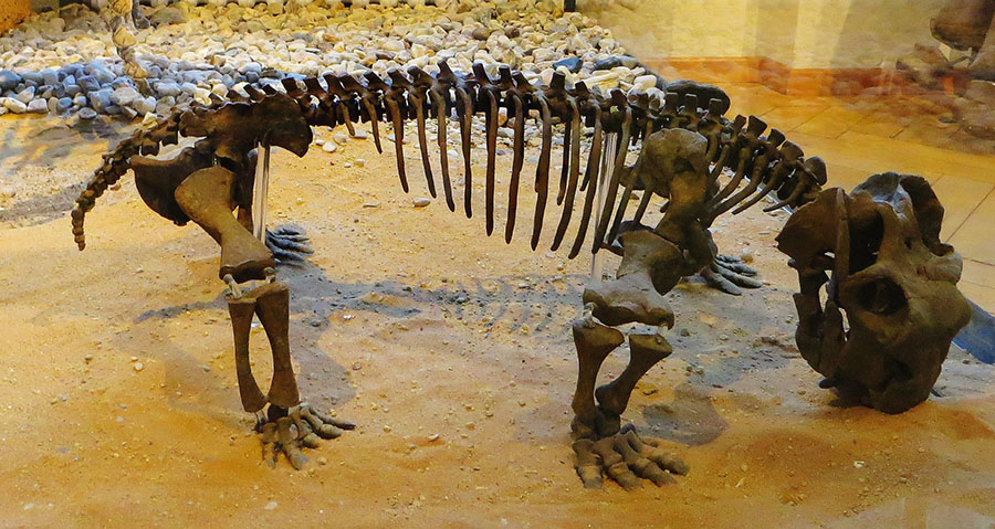 Lystrosaurus hedini skeleton at the Museum of Paleontology, Tübingen
