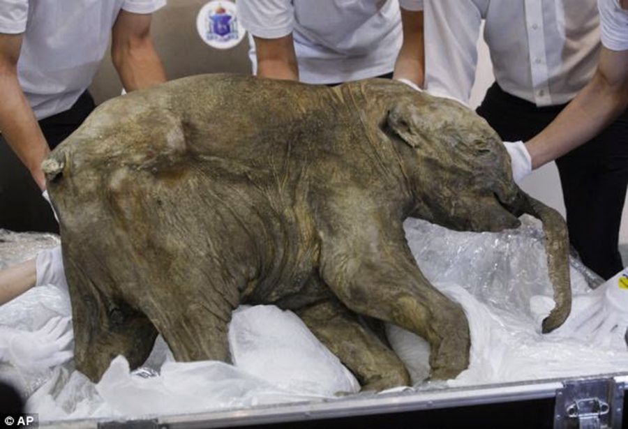 Lyuba, a mummified woolly mammoth calf, at the Field Museum of Natural History in Chicago