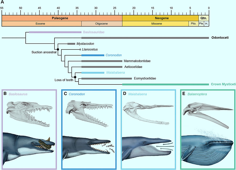 Phylogenetic relationships of stem mysticetes illustrating the evolutionary loss of teeth and subsequent origin of baleen: (A) time calibrated simplified phylogeny, with collapsed clade resolution for Mammalodontidae, Aetiocetidae and Eomysticetidae, and crown Mysticeti; (B-E) colored bars indicate groups figured; gray bars indicate groups not figured; panels represent 3D models of select specimens in lateral view with artistic reconstructions of their feeding modes: (B) Basilosaurus isis, (C) Coronodon havensteini, (D) Maiabalaena nesbittae, and (E) Balaenoptera musculus; these panels illustrate the loss of a functional dentition, the intermediate phase with neither teeth nor baleen, and the subsequent origin of baleen. Image credit: Alex Boersma, www.alexboersma.com / Peredo et al, doi: 10.1016/j.cub.2018.10.047.
