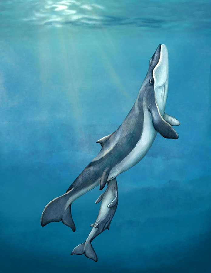 An artistic reconstruction of a mother and calf of Maiabalaena nesbittae nursing offshore of Oregon during the Oligocene, about 33 million years ago. Image credit: Alex Boersma, www.alexboersma.com.