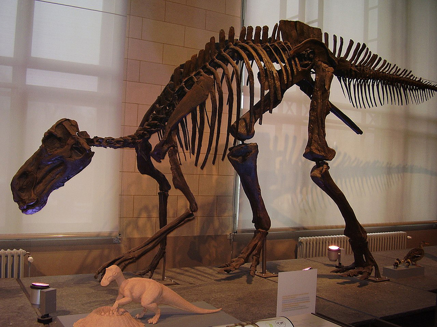 Maiasaura peeblesorum skeletal mount, Brussels Natural History museum (2009).