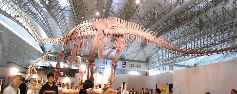 Mamenchisaurus skeleton