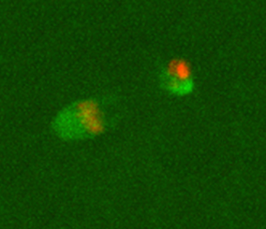 Yamagata et al succeeded in observing the signs of the biological activity of 28,140-year-old mammoth nuclei in mouse oocytes. In this image, proteins that form chromosomes (red) and proteins that form dividing spindles (green) gather around a mammoth cell nucleus (upper right) in the mouse oocyte. Image credit: Yamagata et al, doi: 10.1038/s41598-019-40546-1.