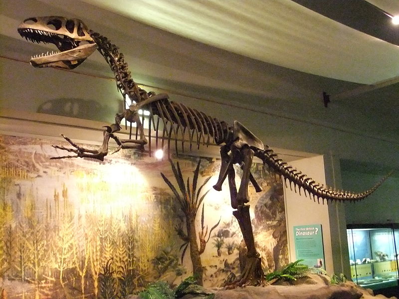 Reconstructed skeleton, World Museum Liverpool