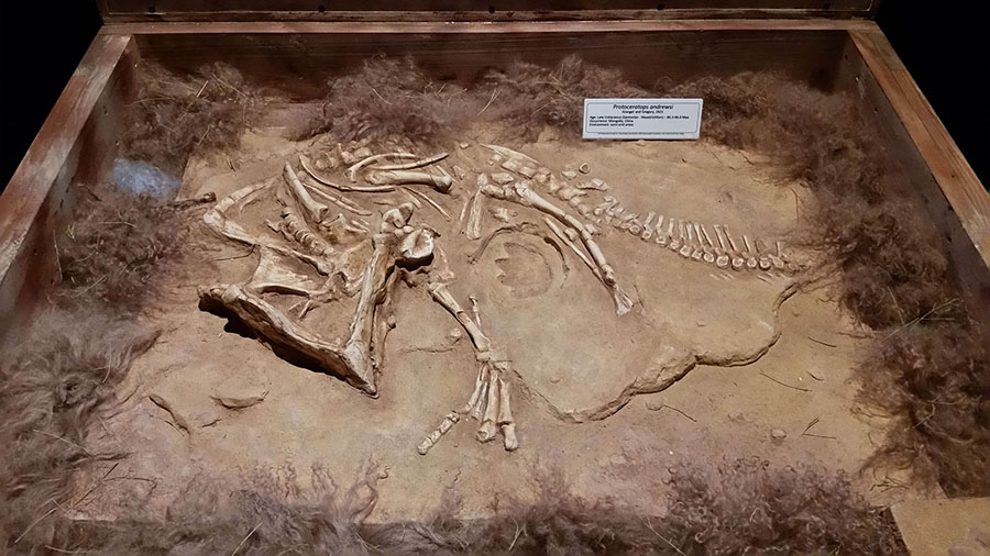 Moab Dinosaur Park-Museum