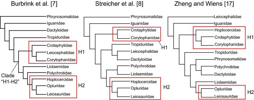 Molecular scaffolds used in the study with labelled main sister relationship hypotheses for Kopidosaurus. Credit: Simon Scarpetta.
