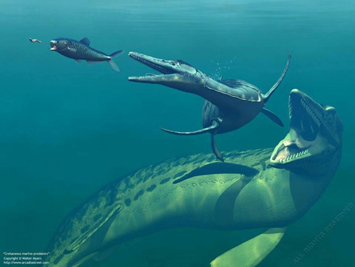 The food chain of marine predators in the Cretaceous period. A nondescript vertebrate, followed by a Enchodus, followed by a Dolichorhynchops, followed by a large mosasaur.  (Image credit: Stocktrek Images, Inc. / Alamy Stock Photo)