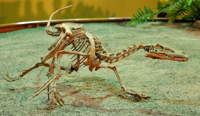 Mounted V. mongoliensis cast at Wyoming Dinosaur Center. Photo by Ben Townsend