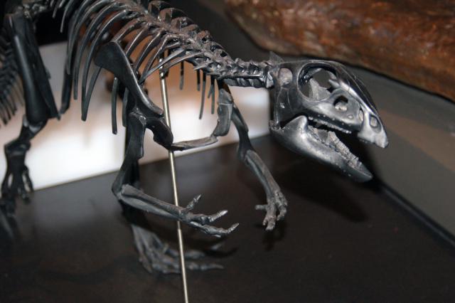 Mounted skeleton of Quantassaurus intrepidus at the Australian Museum, Sydney. Author: Matt Martyniuk (Dinoguy2)