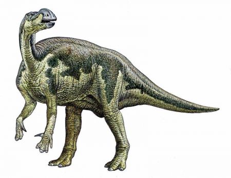 Muttaburrasaurus - The Dino Directory