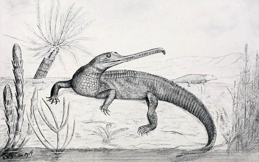 Mystriosuchus (a phytosaur) from Water Reptiles of the Past and Present, 1914 United States