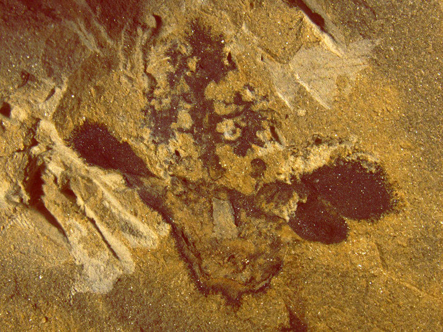 This is a Nanjinganthus dendrostyla fossil, showing its ovary (bottom center), sepals and petals (on the sides) and a tree-shaped top. Image credit: Fu et al, doi: 10.7554/eLife.38827.