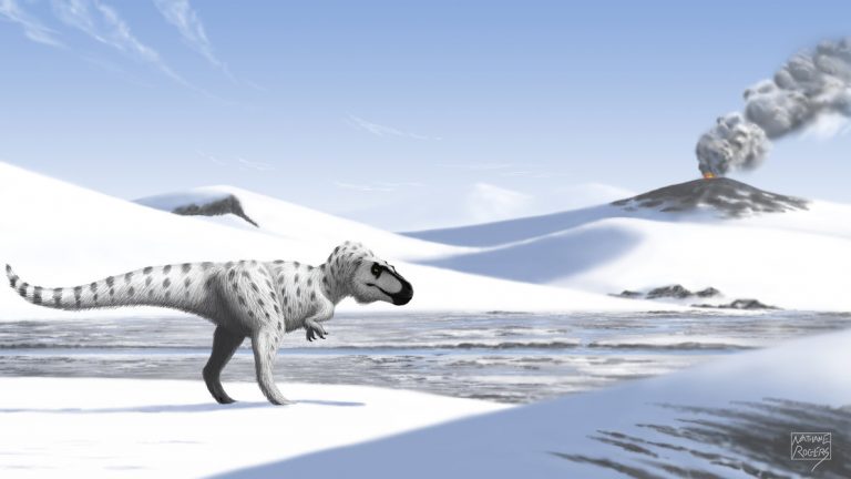 Arctic Tyrant (Nanuqsaurus hoglundi) by MicrocosmicEcology