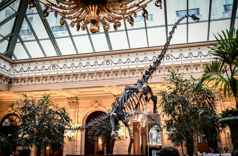 The skeleton of 'Skinny' the dinosaur displayed at the reception room of the Grand Hotel in Paris as this close relative of the diplodocus will be auctioned on June 13 by Aguttes auction house. (STEPHANE DE SAKUTIN/AFP/Getty Images)