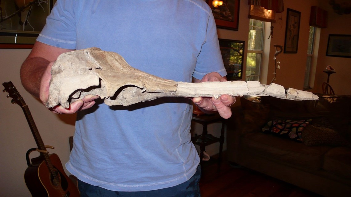 Newly-discovered whale genus named after West Texas paleontologist 